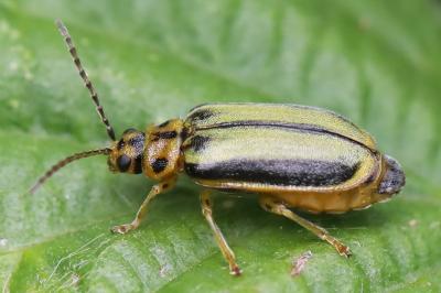 <i>Xanthogaleruca luteola</i>