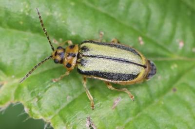 <i>Xanthogaleruca luteola</i>