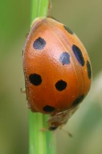 Henosepilachna argus