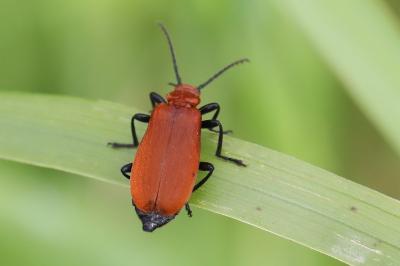 <i>Pyrochroa serraticornis</i>