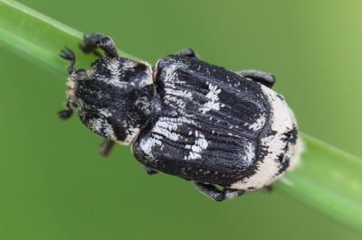<i>Valgus hemipterus</i>