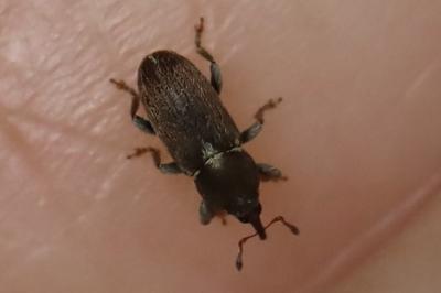 Tychius cuprifer