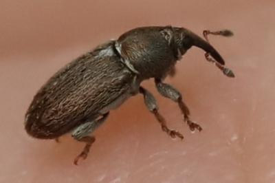 <i>Tychius cuprifer</i>