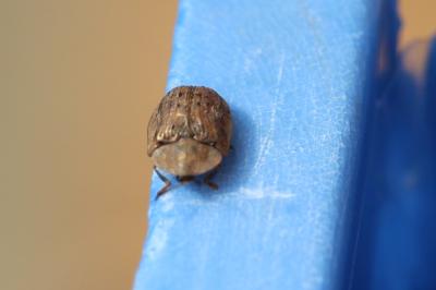 <i>Cassida nebulosa</i>