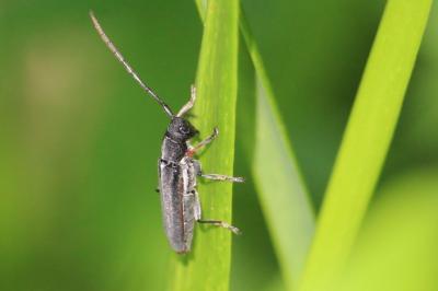 <i>Phytoecia cylindrica</i>