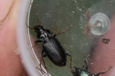 <i>Nebria</i>