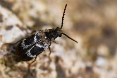 <i>Ptinomorphus regalis</i>