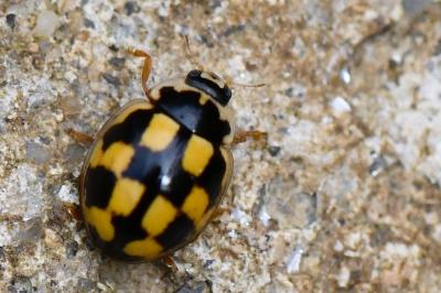 Coccinelle à damier