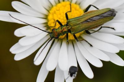 <i>Oedemera nobilis</i>