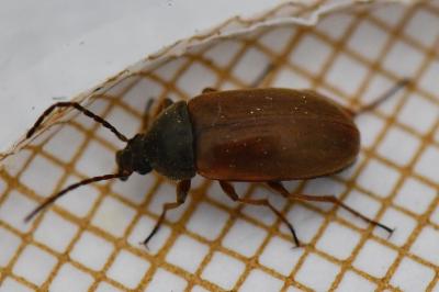 <i>Isomira murina</i>