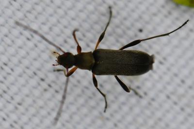 <i>Grammoptera ruficornis</i>