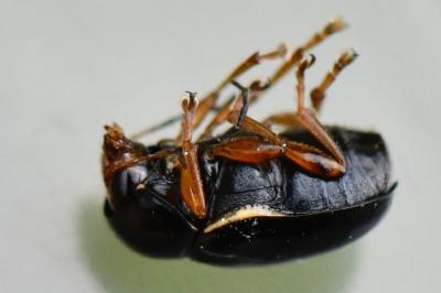 <i>Cryptocephalus flavipes</i>