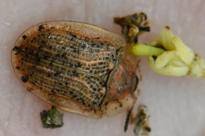 <i>Cassida nebulosa</i>