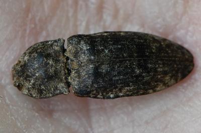 <i>Agrypnus murinus</i>