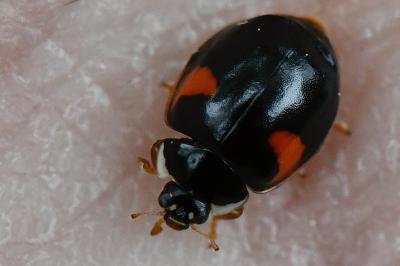 <i>Adalia decempunctata</i>