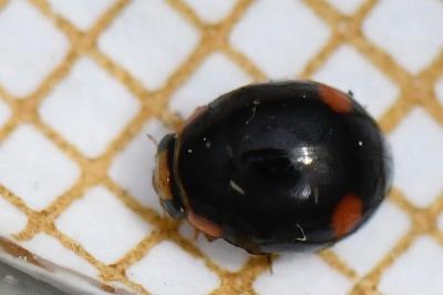 <i>Hyperaspis campestris</i>