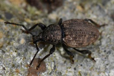 <i>Otiorhynchus raucus</i>