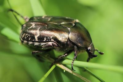 <i>Potosia cuprea</i>