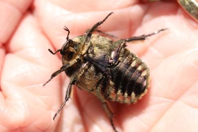 <i>Potosia cuprea</i>