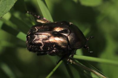 <i>Potosia cuprea</i>