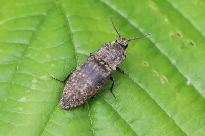 <i>Agrypnus murinus</i>