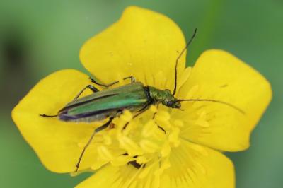 <i>Oedemera nobilis</i>