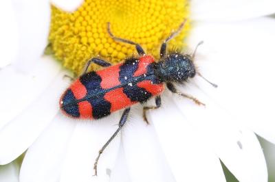 <i>Trichodes alvearius</i>