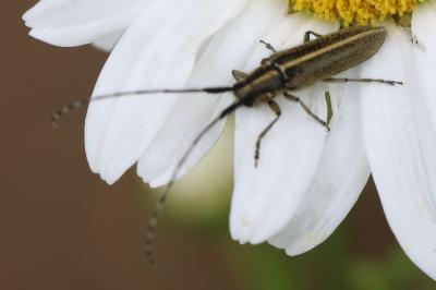 <i>Agapanthia cardui</i>