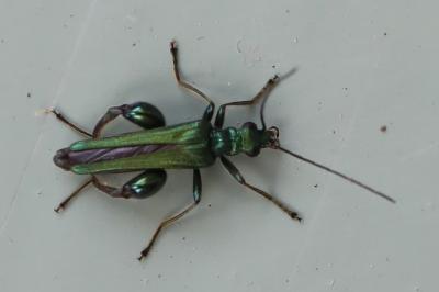 <i>Oedemera nobilis</i>