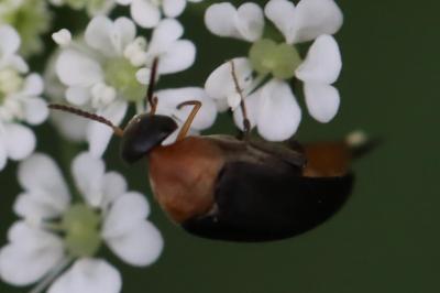 <i>Mordellochroa abdominalis</i>