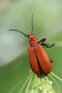 <i>Pyrochroa serraticornis</i>