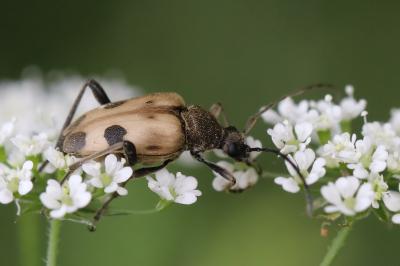 <i>Pachytodes cerambyciformis</i>