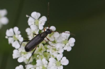 <i>Grammoptera ruficornis</i>