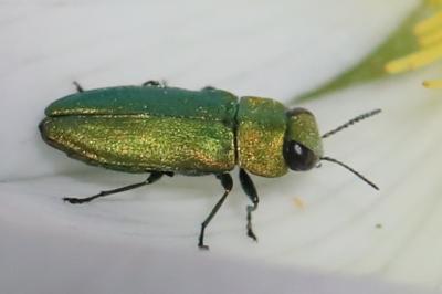 <i>Anthaxia nitidula</i>