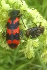 <i>Trichodes alvearius</i>