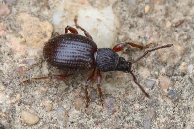 Otiorhynchus rugosostriatus