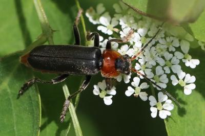 <i>Cantharis fusca</i>