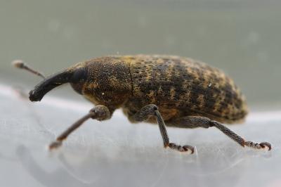 Larinus carlinae