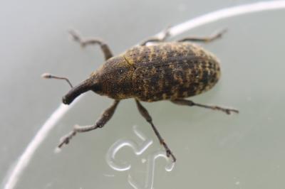 <i>Larinus carlinae</i>