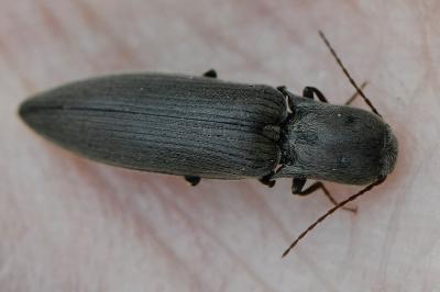 <i>Agriotes pilosellus</i>
