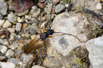 <i>Alosterna tabacicolor</i>