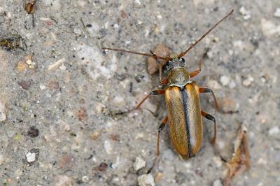 <i>Cortodera humeralis</i>