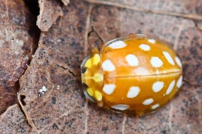 <i>Halyzia sedecimguttata</i>