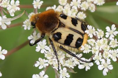 <i>Trichius gallicus</i>