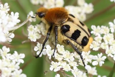 <i>Trichius gallicus</i>