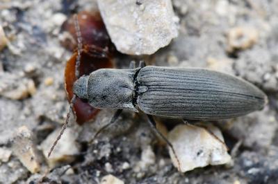 <i>Agriotes pilosellus</i>