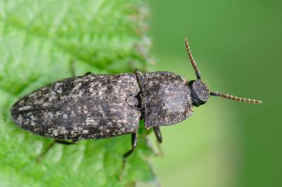 <i>Agrypnus murinus</i>
