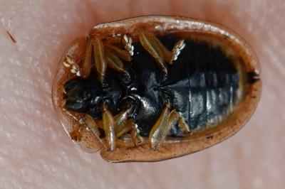 <i>Cassida nebulosa</i>