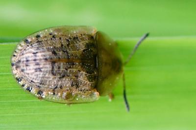 <i>Cassida nebulosa</i>