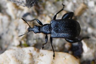 <i>Deporaus betulae</i>